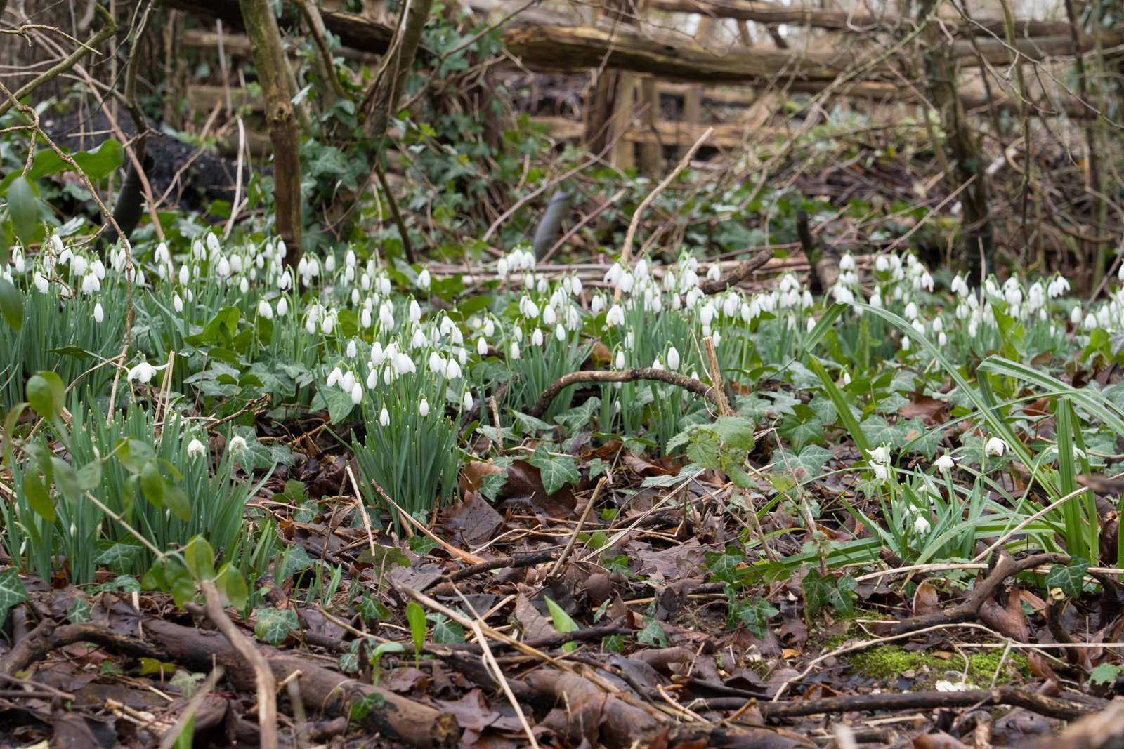 Photography by Chris Allington
